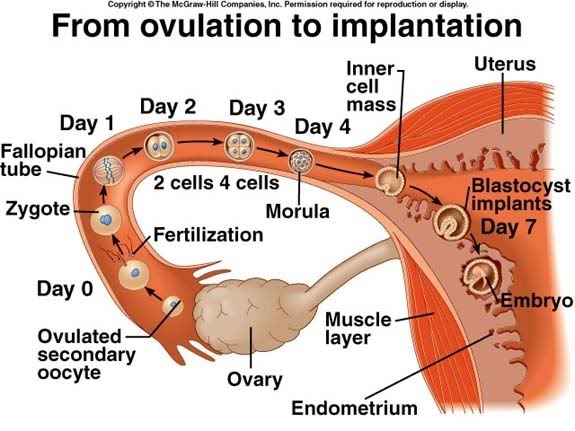 Pregnancy Begins at Conception/Fertilization, Not ...