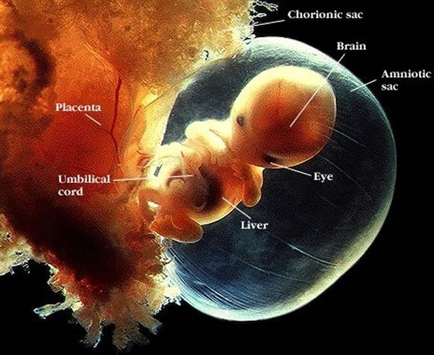 5 Amazing Things Unborn Babies Can Do In The Womb
